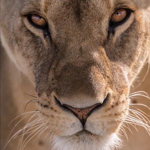 Meet your Posher, Ann N.